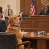Guilford County Creates Court For Dogs